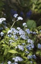 Close up of beautiful light purple forget me nots Myosotis spring flowers on green background Royalty Free Stock Photo