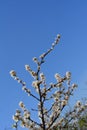 Blooming nanking cherry. Branches with white flowers against clear blue sky