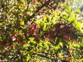Blooming Nanking cherry Cerasus, Prunus tomentosa in spring.