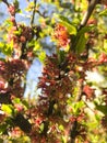 Blooming Nanking cherry Cerasus, Prunus tomentosa in spring.