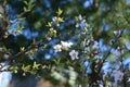 Blooming Nanking cherry Prunus tomentosa in spring garden