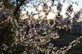 Blooming nanking cherry Prunus tomentosa in spring garden