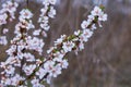 Blooming Nanking cherry Prunus tomentosa in spring Royalty Free Stock Photo