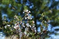 Blooming Nanking cherry Prunus tomentosa in spring garden. White flowers on twigs