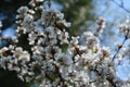 Blooming nanking cherry in spring. Many beautiful flowers on branches