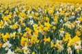 Blooming narcissus flower field in Holland