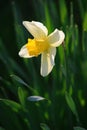 Blooming Narcissus flower, knows also as Wild Daffodil or Lent lily - Narcissus pseudonarcissus - in spring season in a botanical Royalty Free Stock Photo