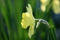 Blooming Narcissus flower, knows also as Wild Daffodil or Lent lily - Narcissus pseudonarcissus - in spring season in a botanical Royalty Free Stock Photo