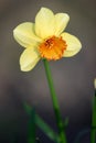 Blooming Narcissus flower, knows also as Wild Daffodil or Lent lily - Narcissus pseudonarcissus - in spring season in a botanical Royalty Free Stock Photo
