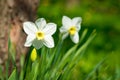 Blooming narcissus. Flowering white daffodils at springtime. Spring flowers. Shallow depth field. Selective focus. Royalty Free Stock Photo