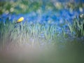 Blooming narcissus flowers between blue grape hyacinth Royalty Free Stock Photo