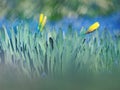 Blooming narcissus flowers between blue grape hyacinth Royalty Free Stock Photo