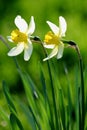 Blooming Narcissus flowers, knows also as Wild Daffodil or Lent lily - Narcissus pseudonarcissus - in spring season in a botanical Royalty Free Stock Photo