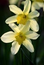 Blooming Narcissus flowers, knows also as Wild Daffodil or Lent lily - Narcissus pseudonarcissus - in spring season in a botanical Royalty Free Stock Photo