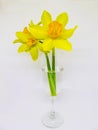 Blooming Narcissus in a glass of water