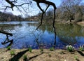 Blooming narcissus on a lake shore, trees in the foreground. Royalty Free Stock Photo