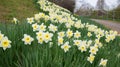 blooming narcissus at Westpark hill, munich