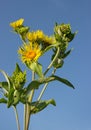 Blooming nard against the blue sky Royalty Free Stock Photo