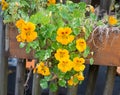 Blooming nasturtiums in a flower box by the fence