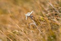 Blooming edelweiss flower leontopodium alpinum in alpine meado Royalty Free Stock Photo