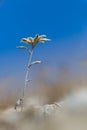 Blooming edelweiss flower leontopodium alpinum in deep blue sk Royalty Free Stock Photo