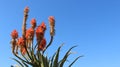 Blooming Natural Wild Aloe vera Royalty Free Stock Photo