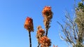 Blooming Natural Wild Aloe vera With Tree Royalty Free Stock Photo