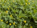 Blooming and naturalness of alfalfa grass