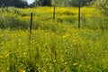 Blooming nature in spring