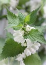 Blooming nettle, white inflorescences, macro