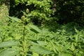 Blooming nettles in a forest glade Royalty Free Stock Photo