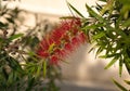 Blooming New Zealand Christmas Tree, Pohutukawa, Metrosideros excelsa, North Island, Nueva Zelanda Royalty Free Stock Photo