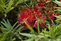 Blooming New Zealand Christmas Tree, Pohutukawa, Metrosideros excelsa, North Island, Nueva Zelanda Royalty Free Stock Photo