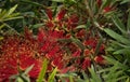 Blooming New Zealand Christmas Tree, Pohutukawa, Metrosideros excelsa, North Island, Nueva Zelanda Royalty Free Stock Photo