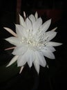 The blooming night beauty of Wijaya Kusuma flower.