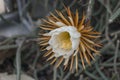 Only a blooming night flower Queen of the night. Selenicereus grandiflorus