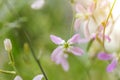 Blooming night-scented stock Matthiola longipetala