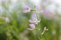 Blooming night-scented stock