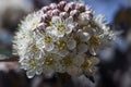 Blooming ninebark