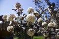 Blooming ninebark