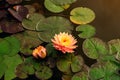 Blooming nymphaea bud in the pond close up. Water lily flower in lake Royalty Free Stock Photo