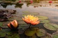 Blooming nymphaea bud in the pond close up. Water lily flower in lake Royalty Free Stock Photo