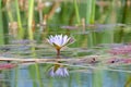 Blooming nymphea in the pond (Lat. - nymphaea caerulea Royalty Free Stock Photo
