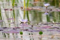 Blooming nymphea in the pond (Lat. - nymphaea caerulea Royalty Free Stock Photo