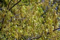 blooming oak tree in the spring season Royalty Free Stock Photo