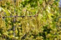 blooming oak tree in the spring season Royalty Free Stock Photo