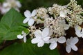 Blooming oakleaf hydrangea Hydrangea quercifolia flowers