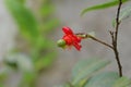 Blooming Ochnas shrub