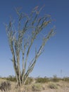 Blooming Ocotillo Cactus Royalty Free Stock Photo