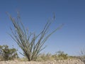 Blooming Ocotillo Cactus Royalty Free Stock Photo